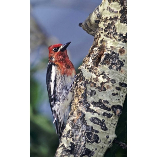 CA, Eastern Sierras, Male red-breasted sapsucker